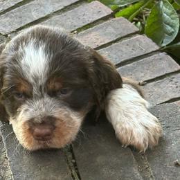 Lupin - Liver white and tan English Springer Spaniel puppy in Statesville, North Carolina from Rockin’ Slow Farms