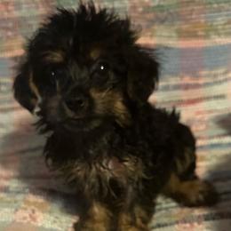 Dark Boy - Black and tan male Yorkipoo puppy in Eden, Maryland from Canines  Unlimited