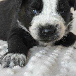 Angus - Black & white male Australian Shepherd puppy in Quaker City, Ohio from Wagon Wheel Aussies and Corgi’s