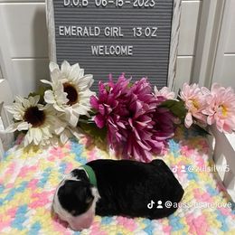 Aussiedoodle and Australian Shepherd Puppies from Loving Puppy Paws Kennel