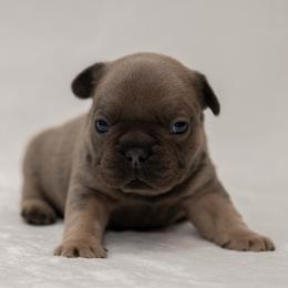 Zippy - Tricolors male French Bulldog puppy in Violet Hill, Arkansas from Obduro Bullies and Frenchies