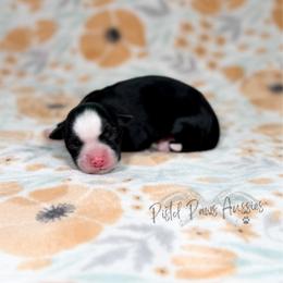 Rose - Black & white female Toy Australian Shepherd puppy in Liberty Hill, Texas from Pistol Paws Aussies