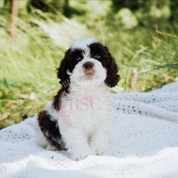 Hunter Green Boy - Brown white and tan male Cockapoo puppy in Missoula, Montana from Big Sky Cockapoos