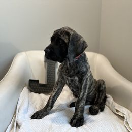 Mastiff Puppies from MLJ Mastiffs Florida