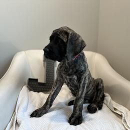 Mastiff Puppies from MLJ Mastiffs Florida