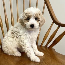 Biscuit - Cream male Goldendoodle puppy in Crawford, Mississippi from Magnolia State Poodles and Doodles
