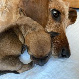 Dachshund and Yorkshire Terrier Puppies from Galaxy Kennel