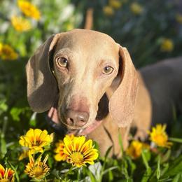 Jolene - Dachshund