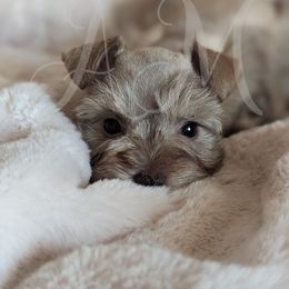 Miniature Schnauzer and Pomeranian Puppies from Ashley Martinez