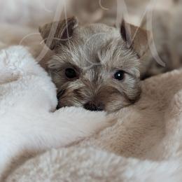 Miniature Schnauzer and Pomeranian Puppies from Ashley Martinez