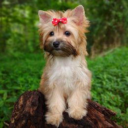 Rare Gold Firefly - Gold female Morkie puppy in Barren Springs, Virginia from Seeking Shalom Acres Maltese, Maltipoos & Havamalts