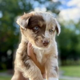 Boy 2 - male Australian Shepherd puppy in Washington from LIT Australian Shepherds