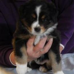 Australian Shepherd Puppies from Shadowood Australian Shepherds