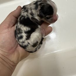 Belle - Blue merle female Miniature Australian Shepherd puppy in Natural Dam, Arkansas from Natural State Aussies