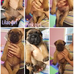 Bullmastiff Puppies from Faulkner Bullmastiffs