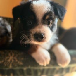 Slinky - Black tri male Miniature Australian Shepherd puppy in Buchanan, Georgia from Stanleyville Farm Mini Aussies