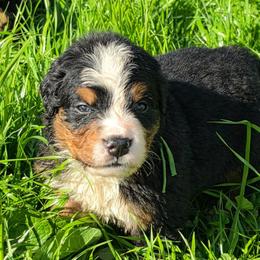Green - Black rust and white male Bernese Mountain Dog puppy in Auburn, Washington from MSM Bernese Mountain Dogs