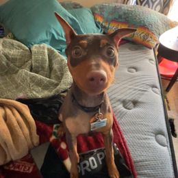 Miniature Pinscher Puppies from K&J's Min Pins Of Grand Lake