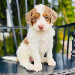 Vanilla Bean - Parti female Pyredoodle puppy in Bowling Green, Ohio from FDF Pyredoodles & Bernedoodles