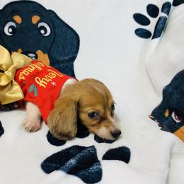 Frisbee dapple - Dapple female Dachshund puppy in Magnolia, Texas from Carrie’s Countryside Dachshunds