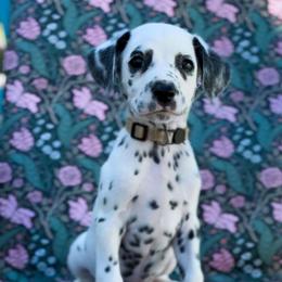 Buttercup-HUA - White and black female Dalmatian puppy in Whitwell, Tennessee from Rock a Dalmatian “RockADal”