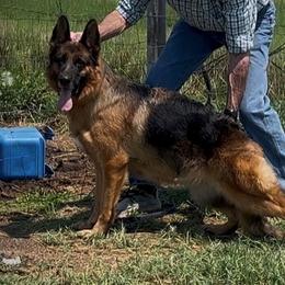 Gynna - German Shepherd