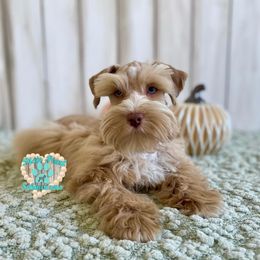Miniature Schnauzer Puppies from Dixie Pearl Schnauzers