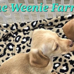 Dachshunds from The Weenie Farm