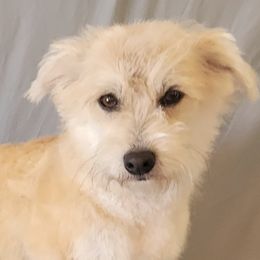 Companion Crosses from Cavacute Puppies