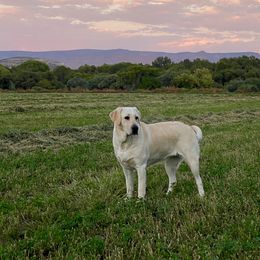 Labrador Retriever All Grown Up from Cecil's Arizona Labradors