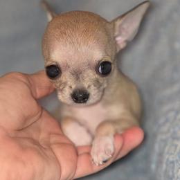 Teenie Tiny - Fawn male Chihuahua puppy in Cape Coral, Florida from Inspired Chihuahuas