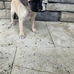 Boy 2 - Fawn male Pug puppy in Brooksville, Florida from Windsorsprings