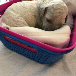 Miniature Schnauzer and Poodle Puppies from Tropheous