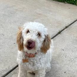 Bailey - Goldendoodle