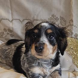 Betsy - Piebald female Dachshund puppy in Bergen, New York from T. Rex Doxies & Friends