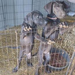 Great Dane Puppies from Morgan's North Alabama Danes