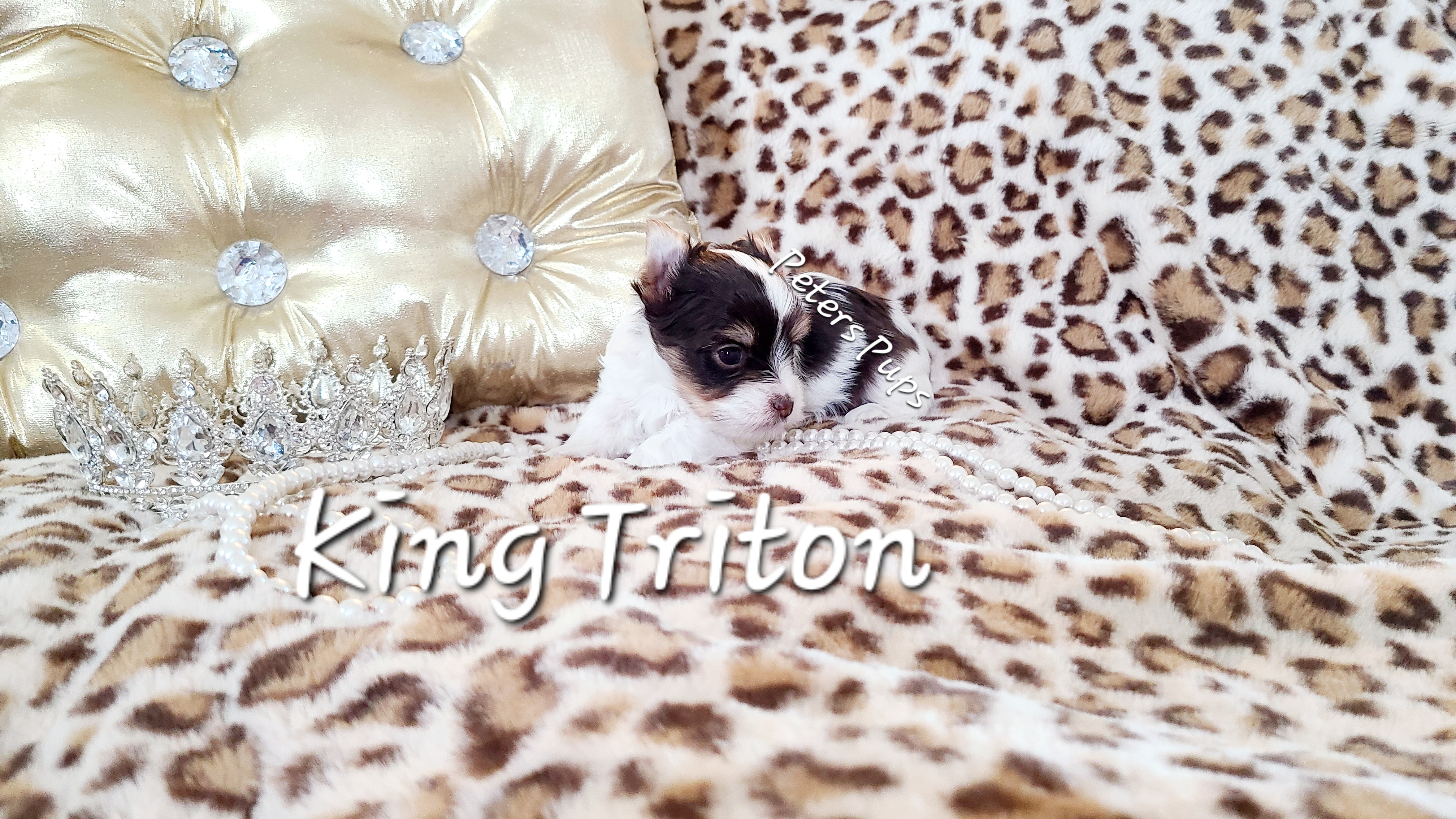 Yorkshire Terrier Puppies from Peters Pups Yorkshire Terriers