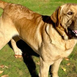 George - Labrador Retriever