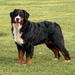 Karly - Bernese Mountain Dog