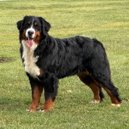 Karly - Bernese Mountain Dog