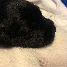 Miniature Schnauzer and Poodle Puppies from Bits & Bytes Farm