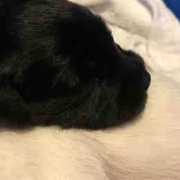 Miniature Schnauzer and Poodle Puppies from Bits & Bytes Farm