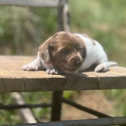 Heath - Piebald male Dachshund puppy in Carthage, Missouri from Hounds by Mishelle