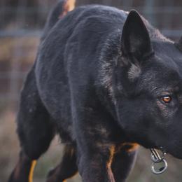 Denver - German Shepherd