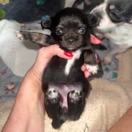 Girl 4 - Black and tan female Chihuahua puppy in Anoka, Minnesota from Anoka County MN AKC Chihuahuas