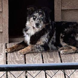 Dixie - Miniature Australian Shepherd