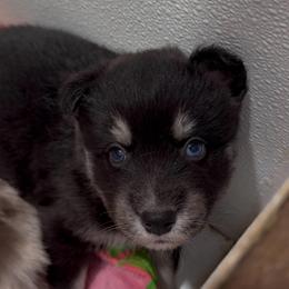Jetson - Black male Pomsky puppy in Spring Hill, Florida from PDQ Pomskies