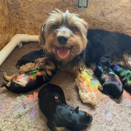 Yorkshire Terrier Puppies from Cutest AKC AZ Yorkies