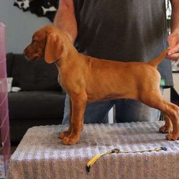Boy 1 - Vizsla puppy from Woodbine Vizslas and German Shorthaired Pointers