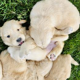 Golden Retriever Puppies from Jana Belanger